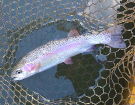 大安トラウトレイク釣果